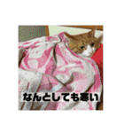 きーちゃん第2段（個別スタンプ：35）