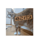 きーちゃん第2段（個別スタンプ：36）