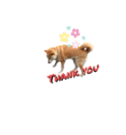 柴犬ふく ⑤（個別スタンプ：2）