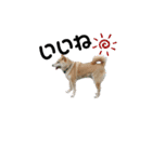 柴犬ふく ⑤（個別スタンプ：3）
