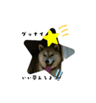 柴犬ふく ⑤（個別スタンプ：4）