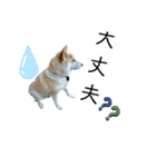柴犬ふく ⑤（個別スタンプ：5）