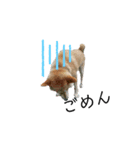 柴犬ふく ⑤（個別スタンプ：7）