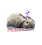 うさぎのととろうスタンプ2（個別スタンプ：3）
