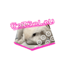 うさぎのととろうスタンプ2（個別スタンプ：13）