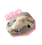 うさぎのととろうスタンプ2（個別スタンプ：15）