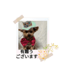 ききょう＆ポッケ（個別スタンプ：3）