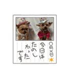 ききょう＆ポッケ（個別スタンプ：6）