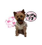 ききょう＆ポッケ（個別スタンプ：38）