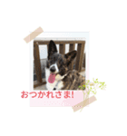 4わんこ（個別スタンプ：2）