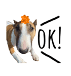 犬と猫とハムスター。（個別スタンプ：4）