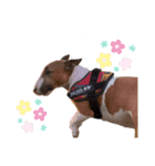 犬と猫とハムスター。（個別スタンプ：6）