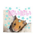 犬と猫とハムスター。（個別スタンプ：8）