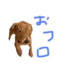 夜叉丸②（個別スタンプ：3）