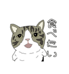 とある家の猫たち（個別スタンプ：1）