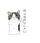 とある家の猫たち（個別スタンプ：11）