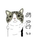 とある家の猫たち（個別スタンプ：18）