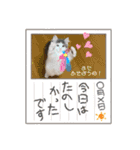 銀ちゃんのもふもふ挨拶スタンプ♡（個別スタンプ：10）