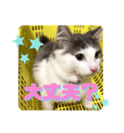 銀ちゃんのもふもふ挨拶スタンプ♡（個別スタンプ：14）
