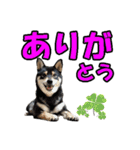 柴犬ゆずちゃん4（個別スタンプ：1）