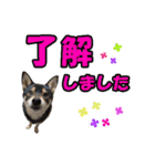 柴犬ゆずちゃん4（個別スタンプ：2）