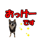 柴犬ゆずちゃん4（個別スタンプ：3）