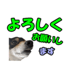 柴犬ゆずちゃん4（個別スタンプ：4）