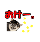 柴犬ゆずちゃん4（個別スタンプ：7）