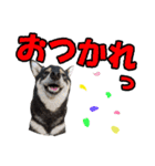 柴犬ゆずちゃん4（個別スタンプ：18）
