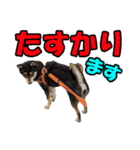 柴犬ゆずちゃん4（個別スタンプ：19）
