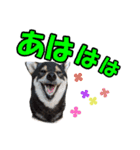 柴犬ゆずちゃん4（個別スタンプ：24）