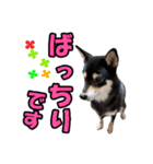 柴犬ゆずちゃん4（個別スタンプ：26）