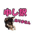 柴犬ゆずちゃん4（個別スタンプ：28）