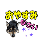 柴犬ゆずちゃん4（個別スタンプ：30）