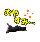 柴犬ゆずちゃん4（個別スタンプ：31）
