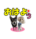 柴犬ゆずちゃん4（個別スタンプ：32）
