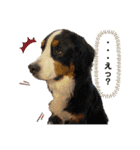 カフェネームアニマルと愉快な仲間達（個別スタンプ：12）