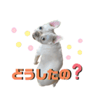 カフェネームアニマルと愉快な仲間達（個別スタンプ：19）