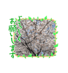 桜のスタンプだよ5（個別スタンプ：4）