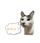 しらたまさん①（個別スタンプ：1）