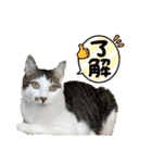 しらたまさん①（個別スタンプ：3）