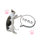 しらたまさん①（個別スタンプ：8）