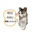 しらたまさん①（個別スタンプ：9）