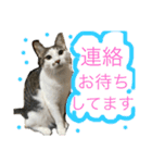 しらたまさん①（個別スタンプ：11）