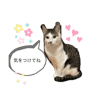 しらたまさん①（個別スタンプ：14）
