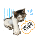 しらたまさん①（個別スタンプ：15）