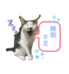 しらたまさん①（個別スタンプ：16）
