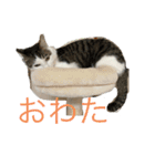 しらたまさん①（個別スタンプ：17）