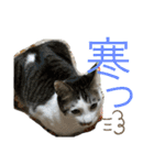 しらたまさん①（個別スタンプ：21）