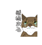 とある家の猫たち ver2（個別スタンプ：2）